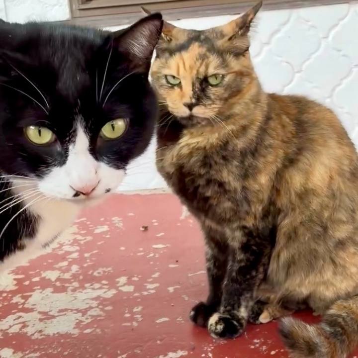 Bbafff31 9e7b 4ab5 8ed4 b72eb1353316 1762329884111