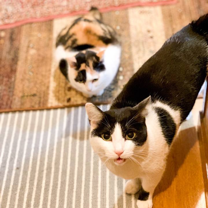 Bbb53476 7155 4228 a738 d4687129b978 1547431229618