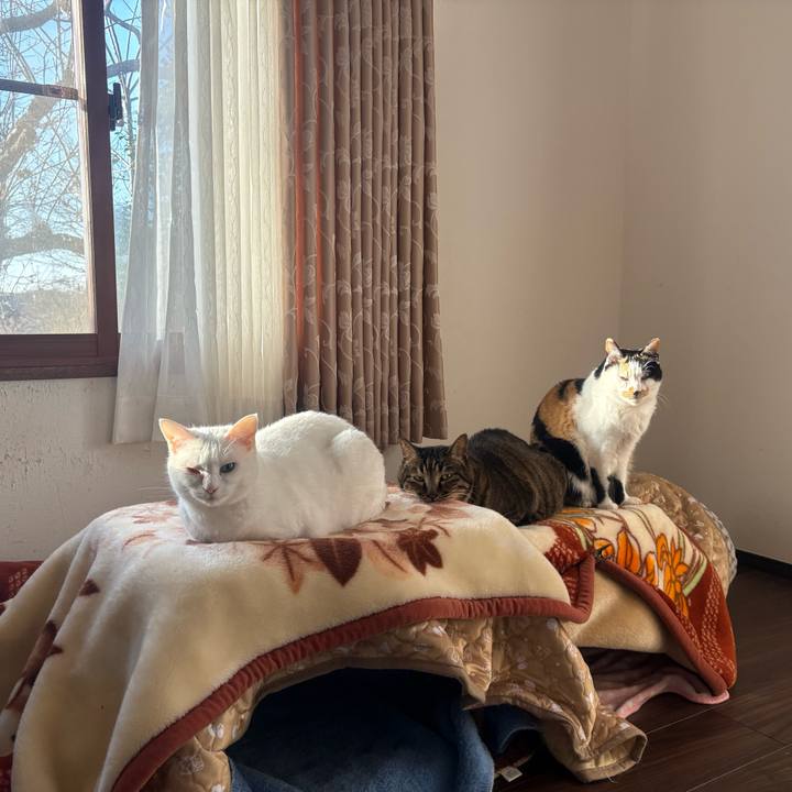 Bbb67463 a0d9 41ab b789 c2fb7adc5c36 1769562878480