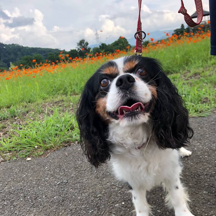 Bbbc5afc 764a 4b80 9adf 01d1b82b24fa 1566627577925