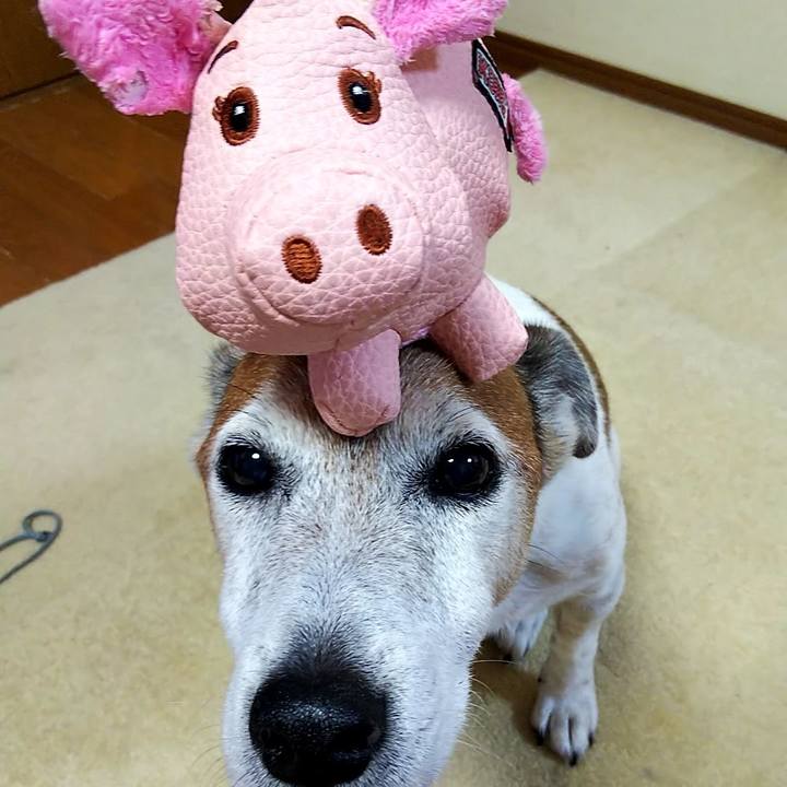 Bbbead5c 5f7d 4585 b4e9 ecef64028b0d 1529499736453