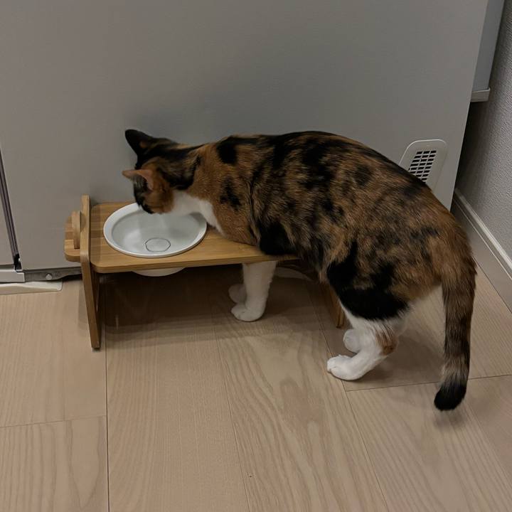 Bbbec7de 0a3c 4348 847b 212a777a2774 1770649217731