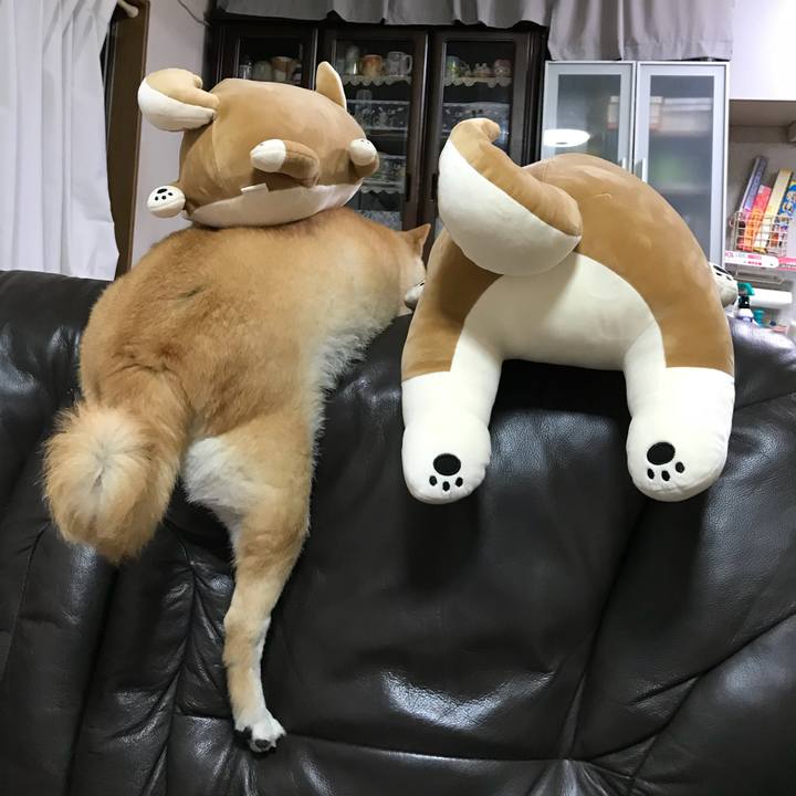 Bbc52033 6d22 4ca0 8b4f 678a970f4bd6 1531139206613