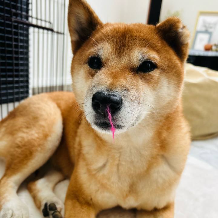 Bbc5dd3f db2f 4c1e a802 e3a841c25ccc 1760499196231