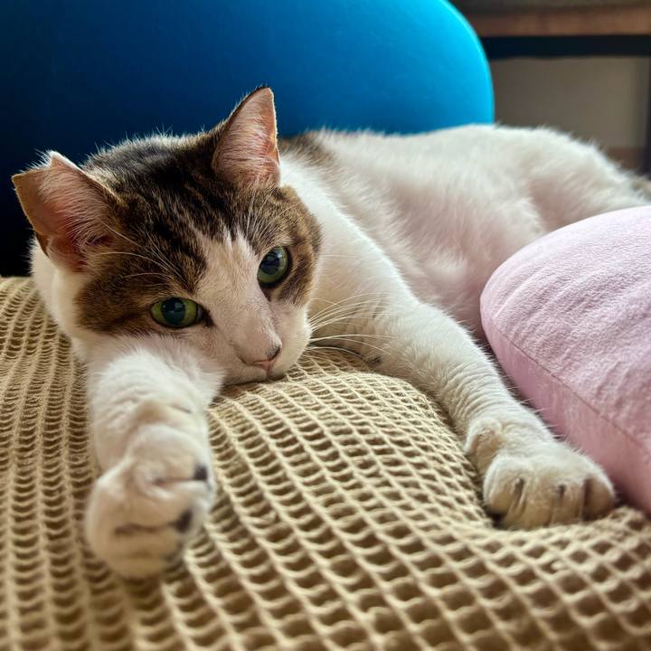 Bbca1a41 d680 4f60 9d87 459319f996ed 1763422561278