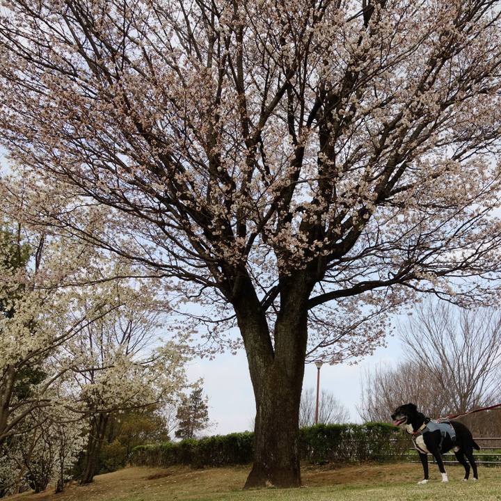 Bbcbfb25 78b7 43ce bd69 90dbc3ce0184 1743035707256