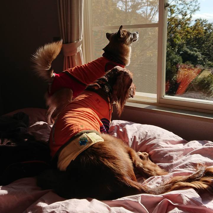 Bbce9a4d 7fa0 4e59 9fbb c796d136e79a 1543059461072