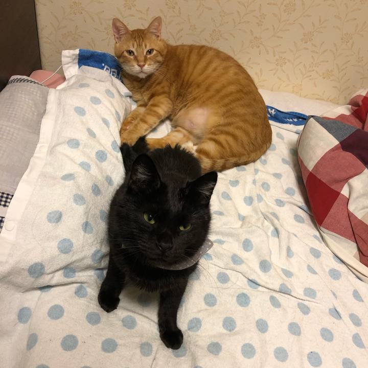 Bbcfadc6 630b 400b 86be d1d7bd9db67c 1572994682588