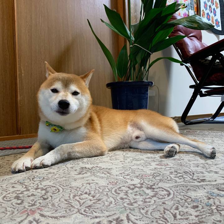 Bbd1f4bf 71de 4c61 a1da 3b39769aed9e 1597488368810