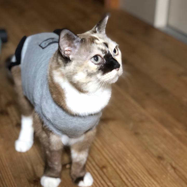 Bbd3530a a6d4 4cca 9406 eef31e4c7f09 1665582638776