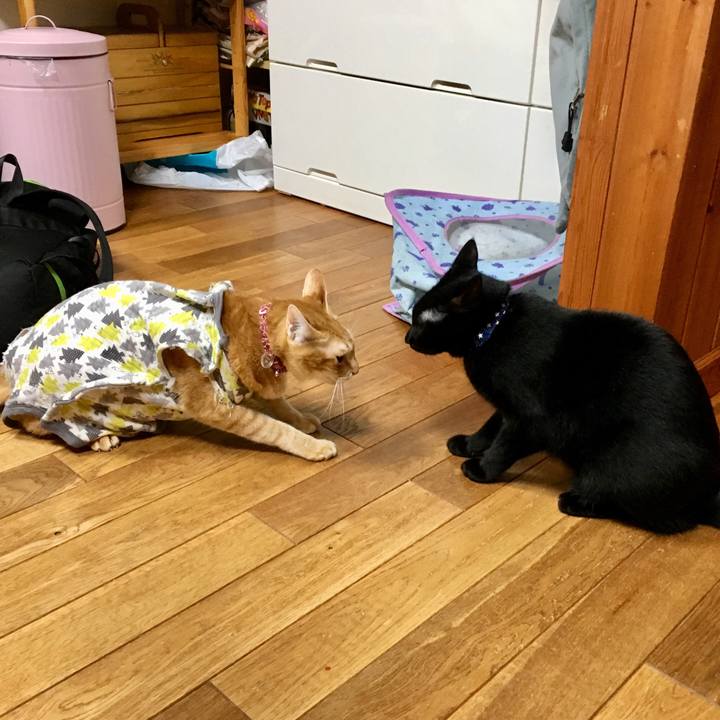 Bbd446c8 7325 45a0 aa1e 63ddfd03afdc 1512131247329