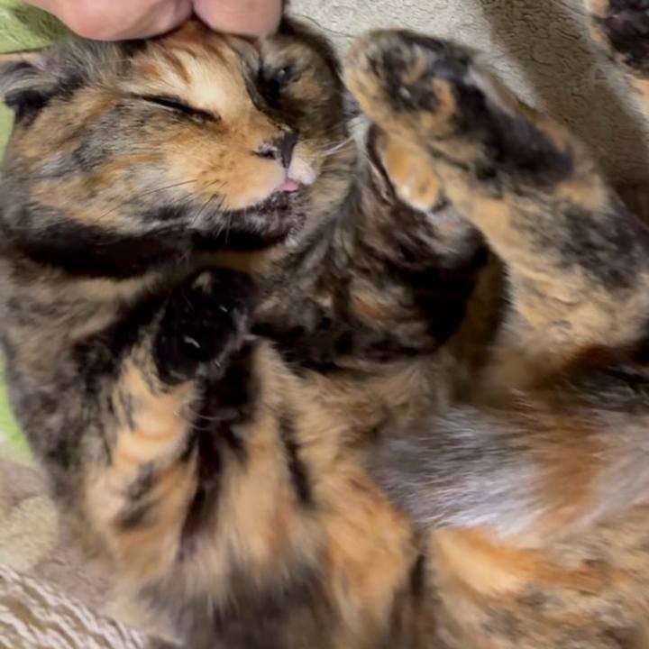 Bbd47f9f affd 48cb a961 897670549c4f 1762891619077