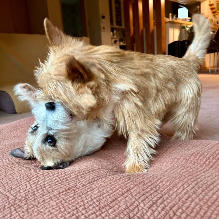 Bbd676d6 5f09 497c 91c4 0e4b3273d2ef 1748592522999