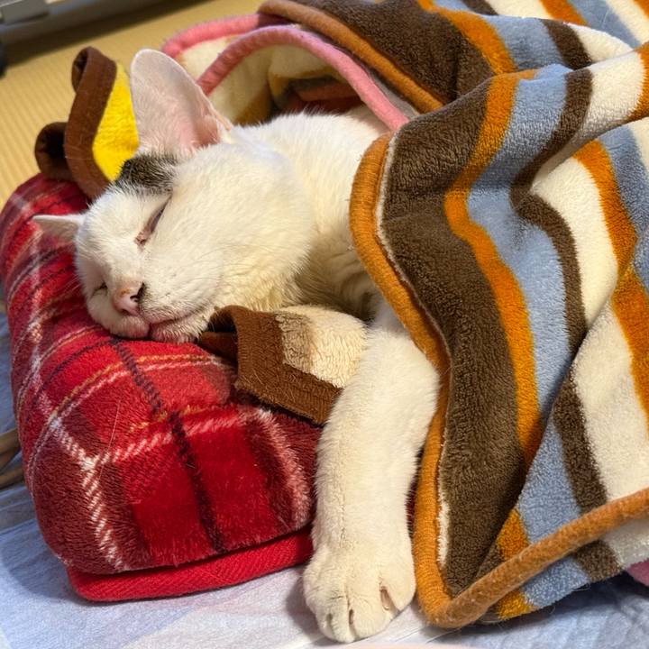 Bbda9fc7 63f8 4a8e 8404 6dd7e40aab6d 1769326012930