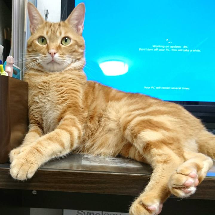 Bbdcb883 3f39 4b46 93d3 9b60631fecf8 1528758180526