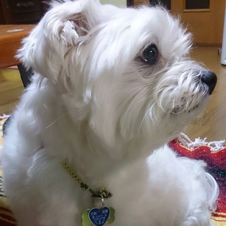 Bbdcdee8 73ac 42bb b41e 4ec11443581e 1526559683546