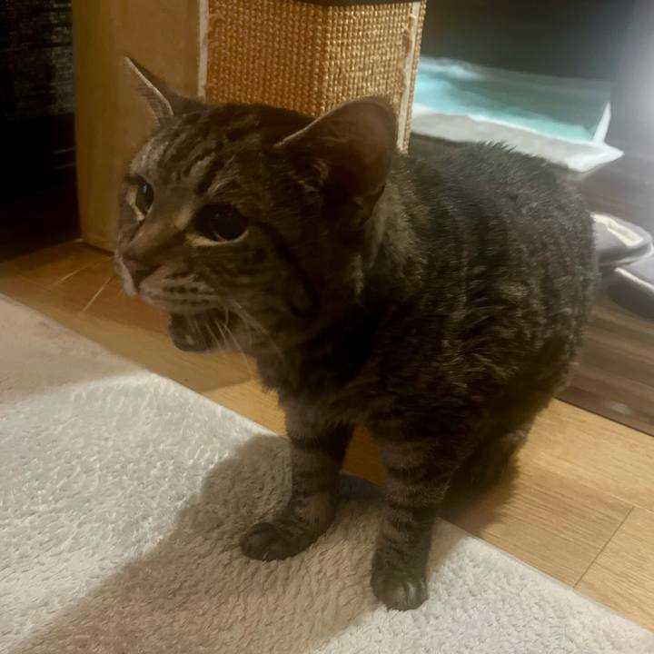 Bbe233dc cc41 496e 8509 f3aa99649268 1764248999091