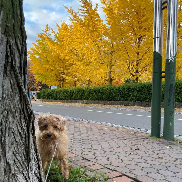 Bbe87f43 41e4 45da b88a c844bf0a1d24 1635983437678