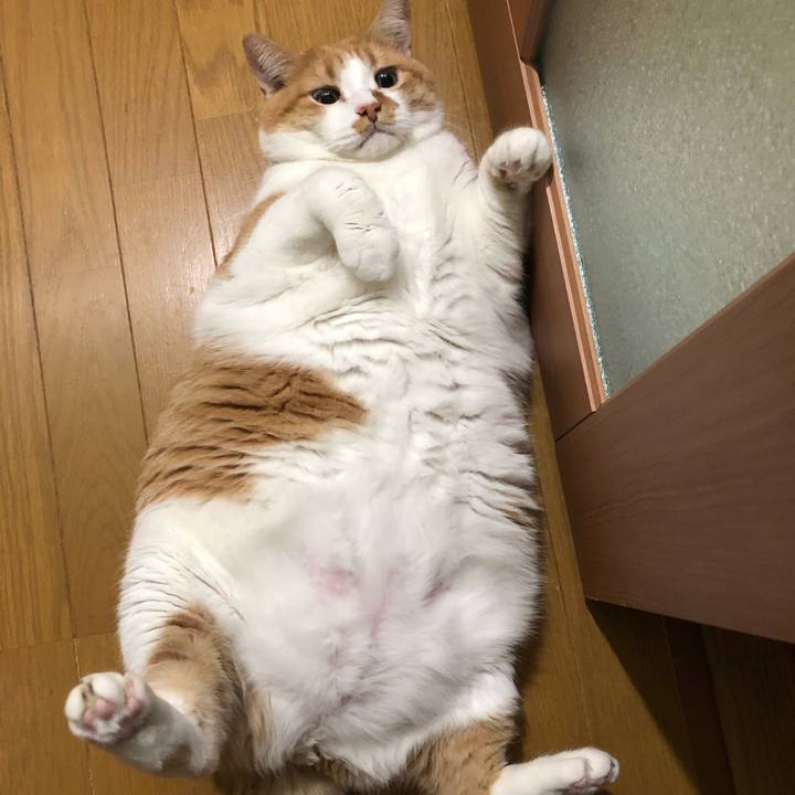 Bbf42ca2 a43b 4a13 b381 200fd32cc2dc 1545296164540