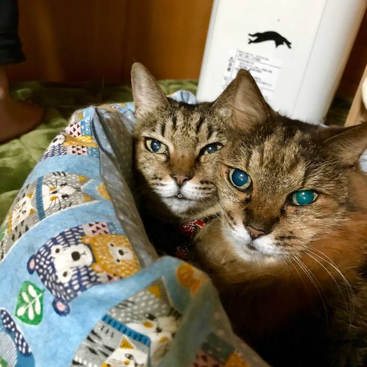 Bbf6402b 39e4 4a6b a436 e036c66ac5e1 1515505345352