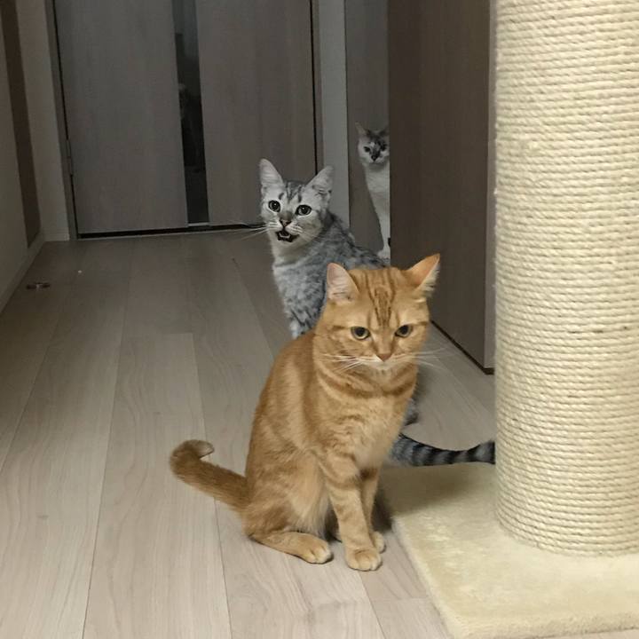 Bbf97e68 ae9c 4b8e bcb4 5855fc59939d 1533651633052