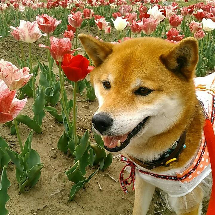 Bbfa1ace 7ada 405d 9286 249c07c59d98 1555838868379