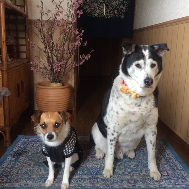 Bbfbc7e0 e272 496a a7d6 4e0d722a1295 1554994698710