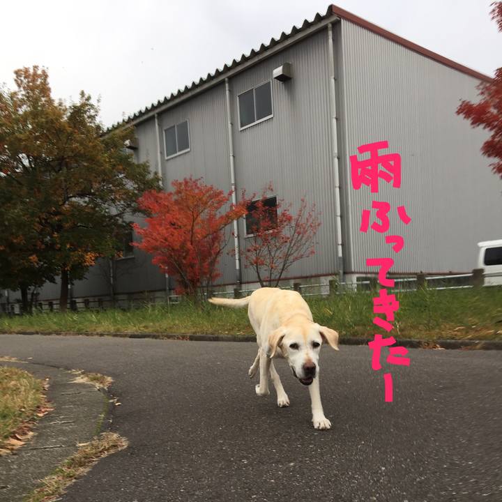 Bbfc271b 4f3b 4abb 9760 d0f7cbf11bba 1510124194462