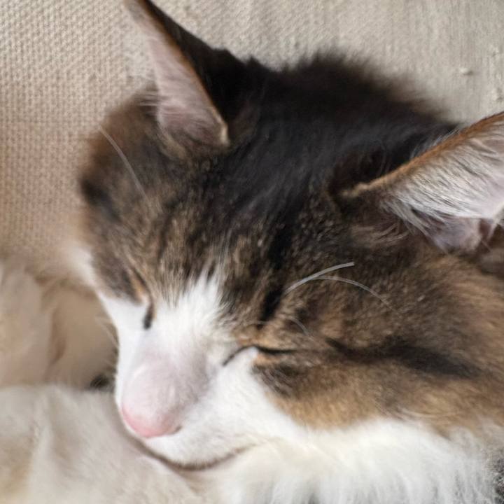 Bbfd1f5d fade 4c4d bcbb 45c0c3c65897 1743042326737