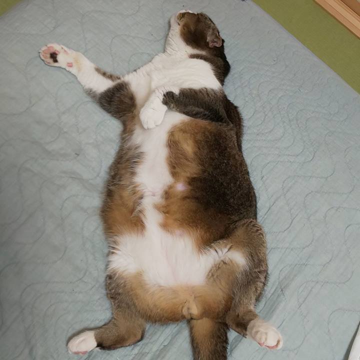 Bbfd41cd 1b6b 4b8f 95af 91e1a364d286 1560600819656