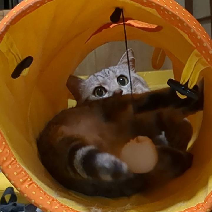 Bc0889f6 8403 4dc9 9c75 81fa330663ae 1736894351255