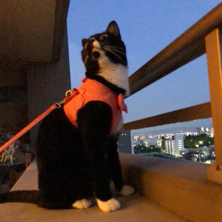 Bc0b988a 8e7f 410e 9d8c e85df861e074 1528665594588