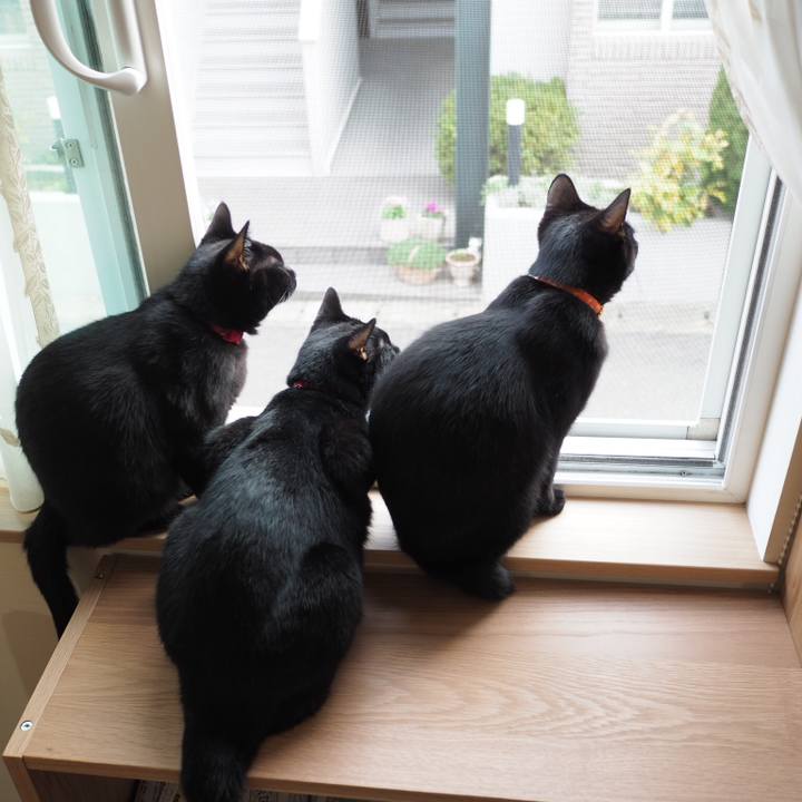 Bc0c03bd 44d5 43fe be36 aca431a39768 1539819823060