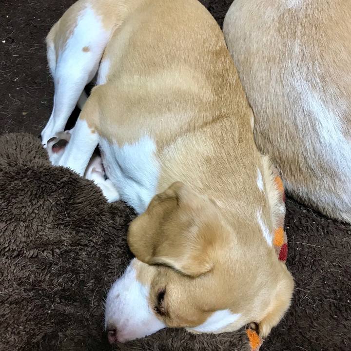 Bc0c7172 8310 4854 a2d4 c3a4617b70e6 1544781948423