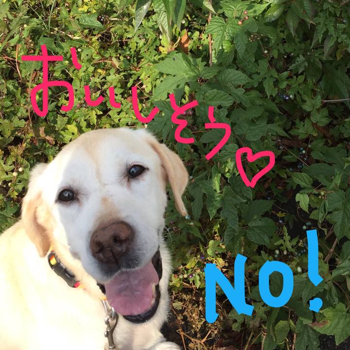 Bc0e3676 28cf 4d57 9fa2 b0083b1d1626 1509879031298