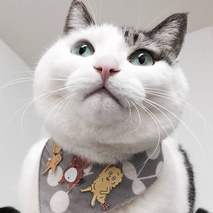 Bc0fd9db 6adf 4cde a83c c979fe61738a 1517574930756