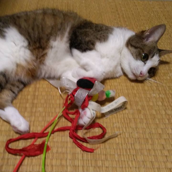 Bc10a08b 288c 4146 820f 413401f25cc2 1531565874004