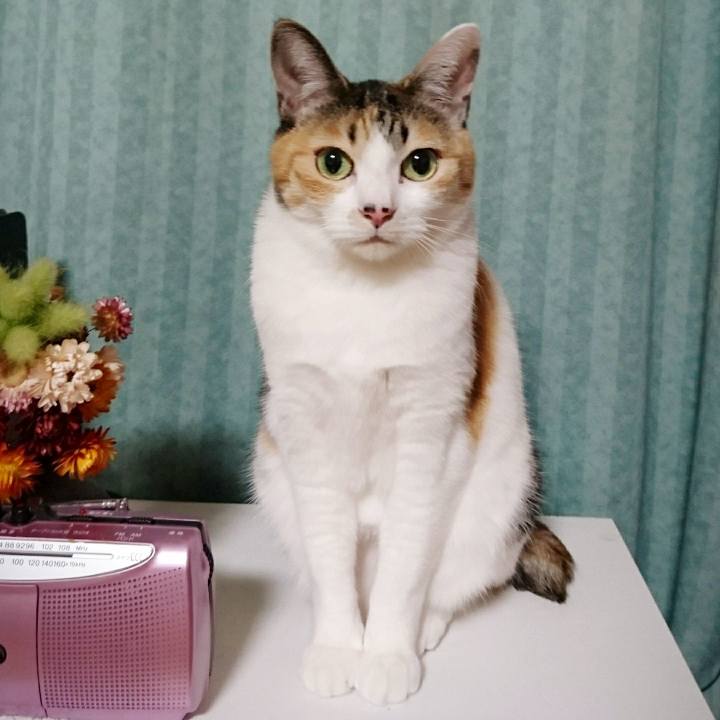 Bc15e7e4 cfe7 4bd2 9bb3 5018886e291f 1514639012209