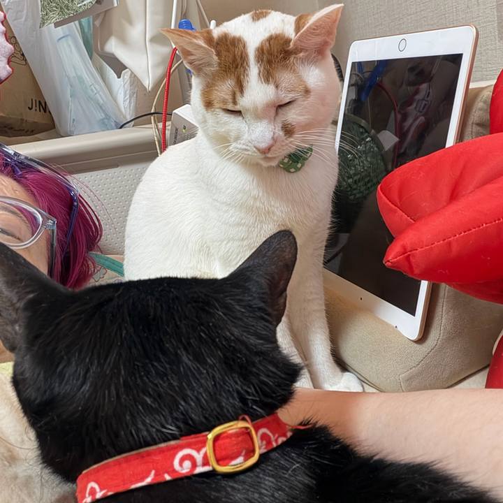 Bc17ba61 d385 4d2f b101 bf1d898b64de 1772368868073