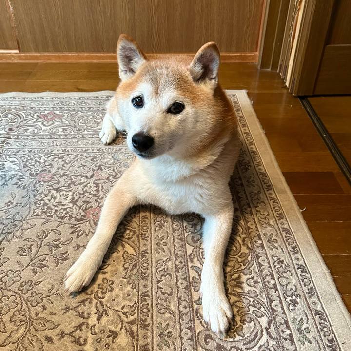 Bc17cf41 5f57 491e 86e7 72e9e1304dc3 1760611571450