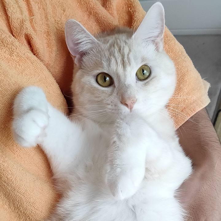 Bc1c10c4 374a 4e1a a1cc 540bddfce05e 1664245706916