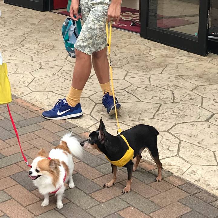 Bc1dfd50 c1c3 47d3 aef6 c57d456b0296 1540725967102