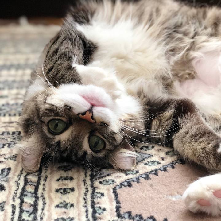 Bc1ef823 22d8 43b4 822a fb86e96379a1 1519095956437