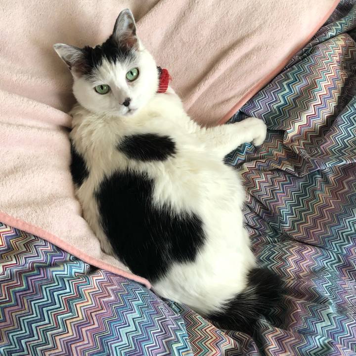 Bc203668 a368 49ae beab ed10f9b6d1b7 1549927535757