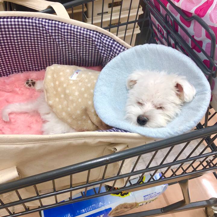 Bc219183 0b82 4ecf 883e ca2aa4c00f39 1541926000122