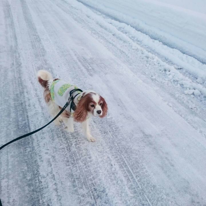 Bc233c6e 0240 4563 95b0 83917a092ecc 1547074391594