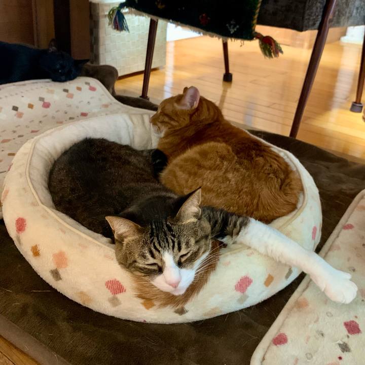 Bc250da0 f796 4aff 82a6 a8dcdd3af643 1679991776923