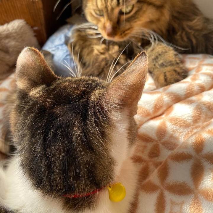 Bc266cf3 1d15 4006 b558 a57b870adcfc 1704341757400