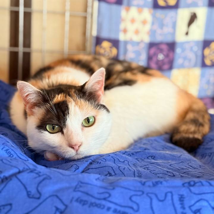 Bc27285e 8685 4244 a88e c63121da9423 1753339962993