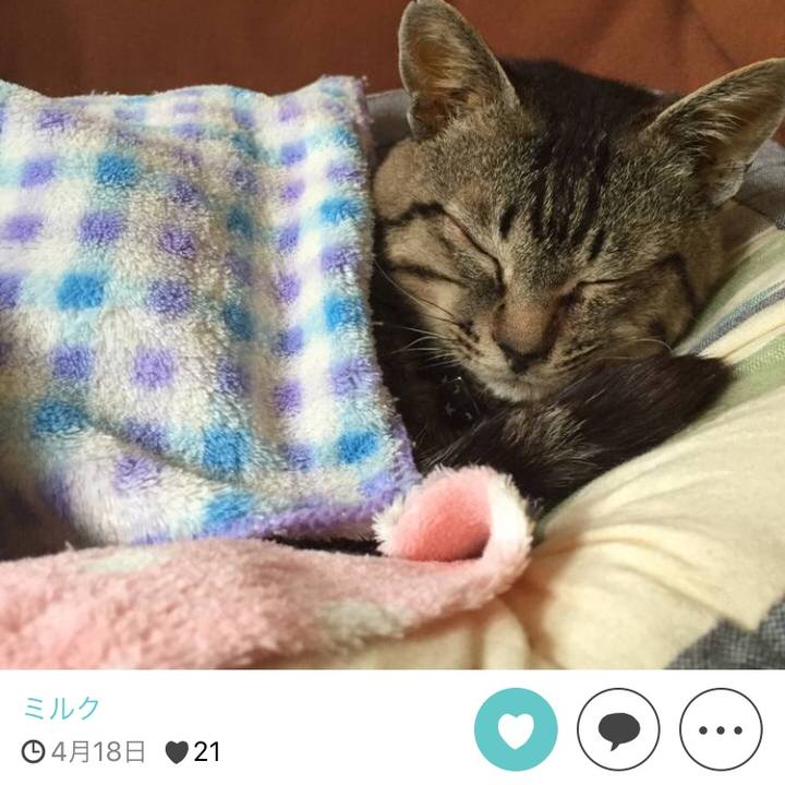 Bc281606 77ff 4d60 9f59 6fcebce89893 1511690162845